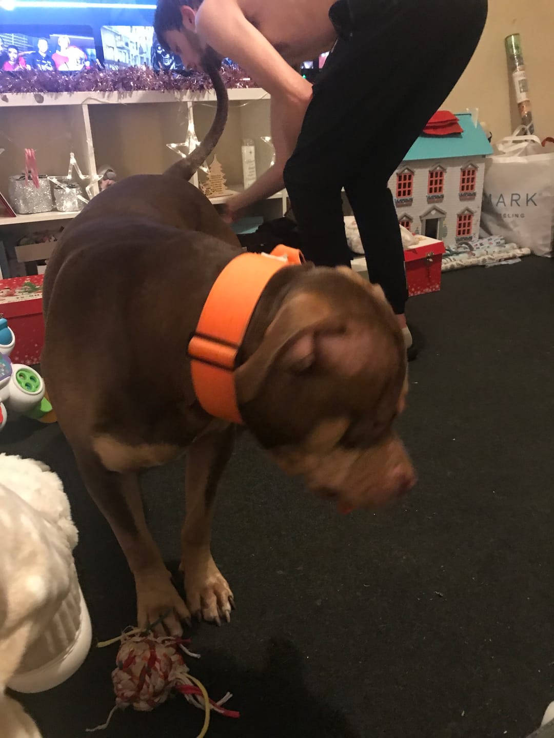 Customer photo review of 5cm Combat® Collar | With Handle & Rated Clip - Orange v2.0