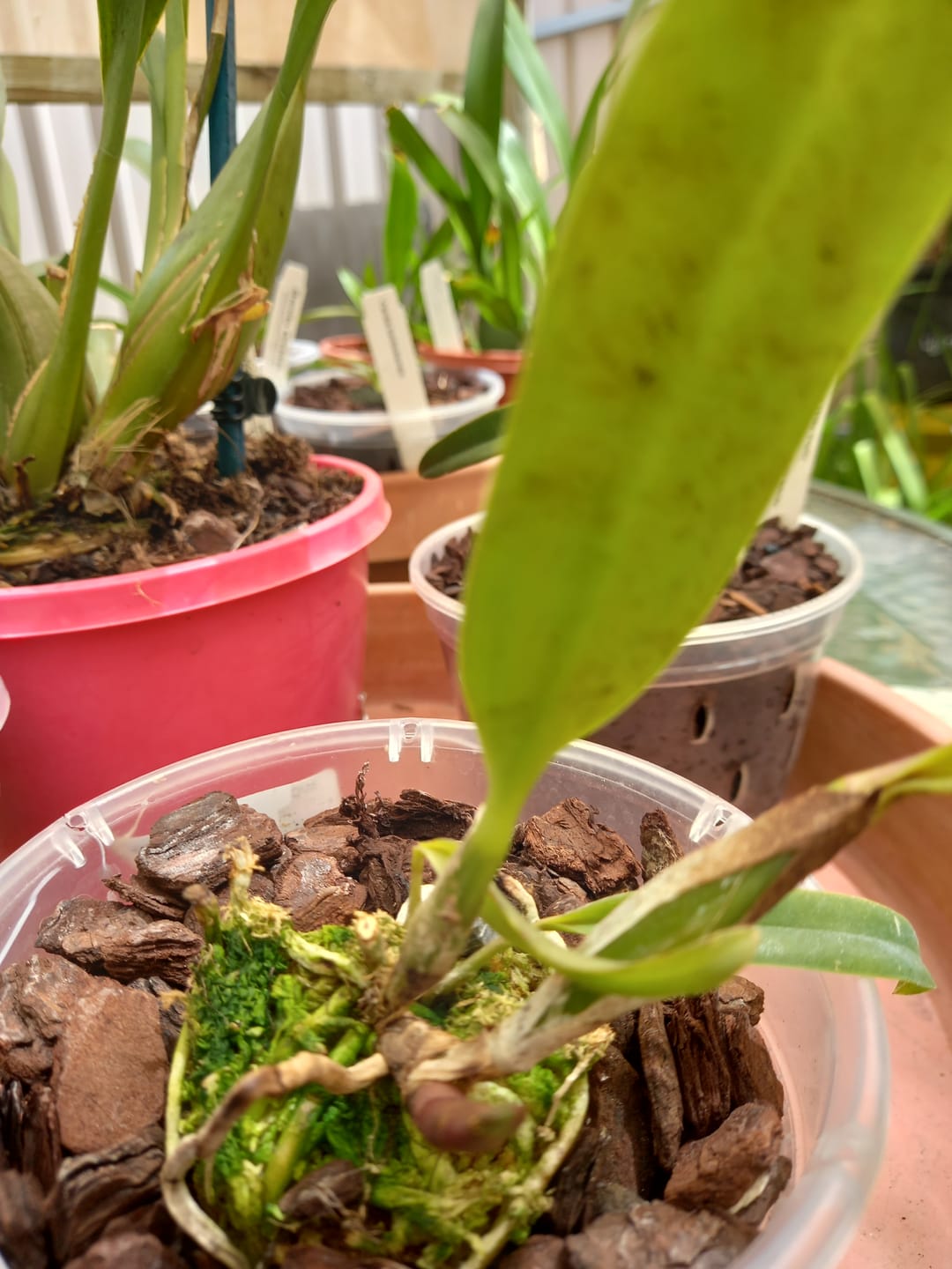 Customer photo review of Cattleya Orchid