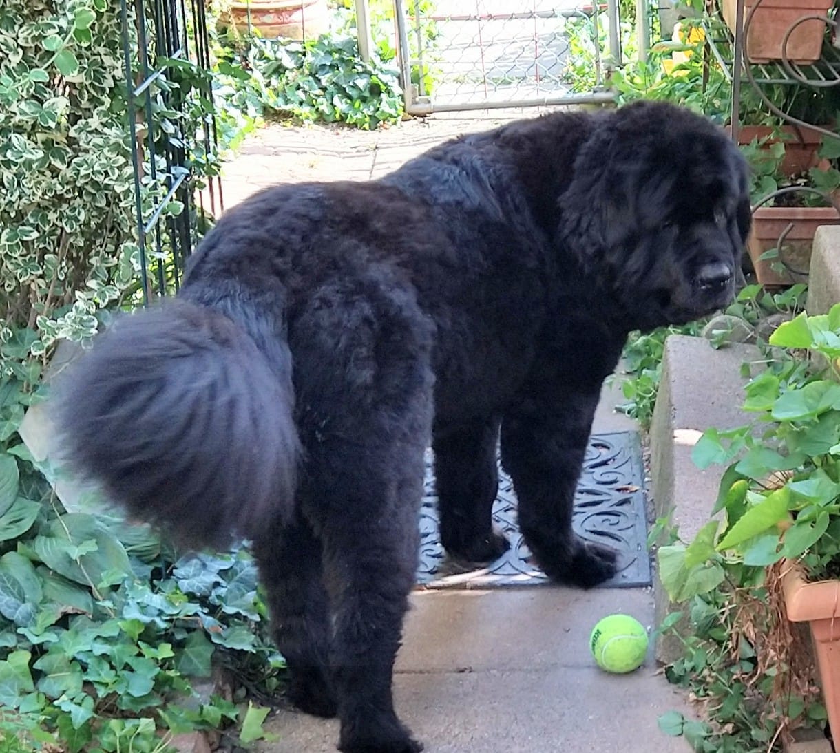 Customer photo review of furMe Grooming Vacuum Filters & Blade Replacement Pack