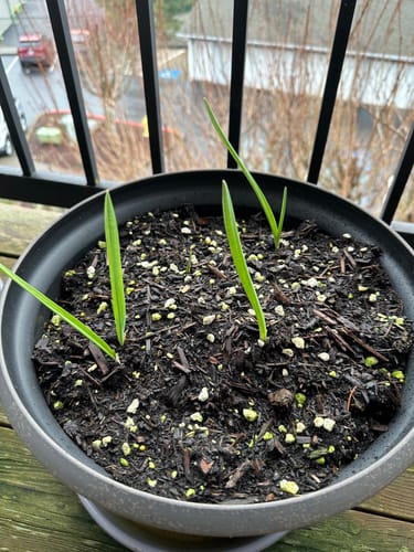 Customer photo review of Sicilian Artichoke Softneck Garlic