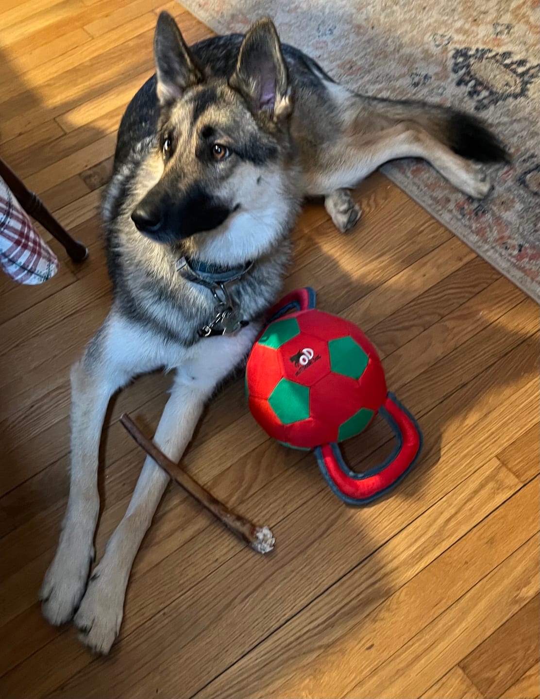 Customer photo review of 12 Inch Standard Braided Bully Stick