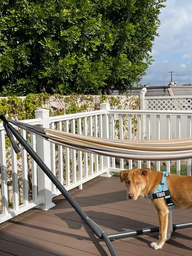 Customer photo review of Dog Harness | 35% Off