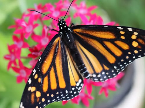 Customer photo review of Classic Live Monarch Butterfly Chrysalis Box
