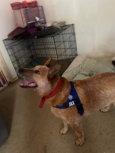 Customer photo review of Dog Harness