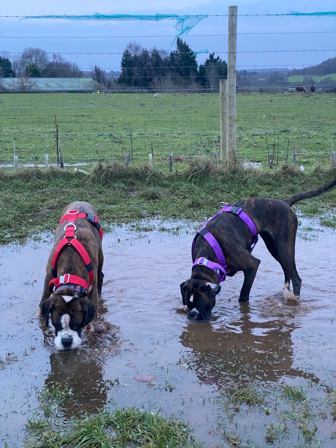 Customer photo review of TRI-Harness® | Anti-Pull, Adjustable & Durable - Dog Trainers Choice - Red v2.0