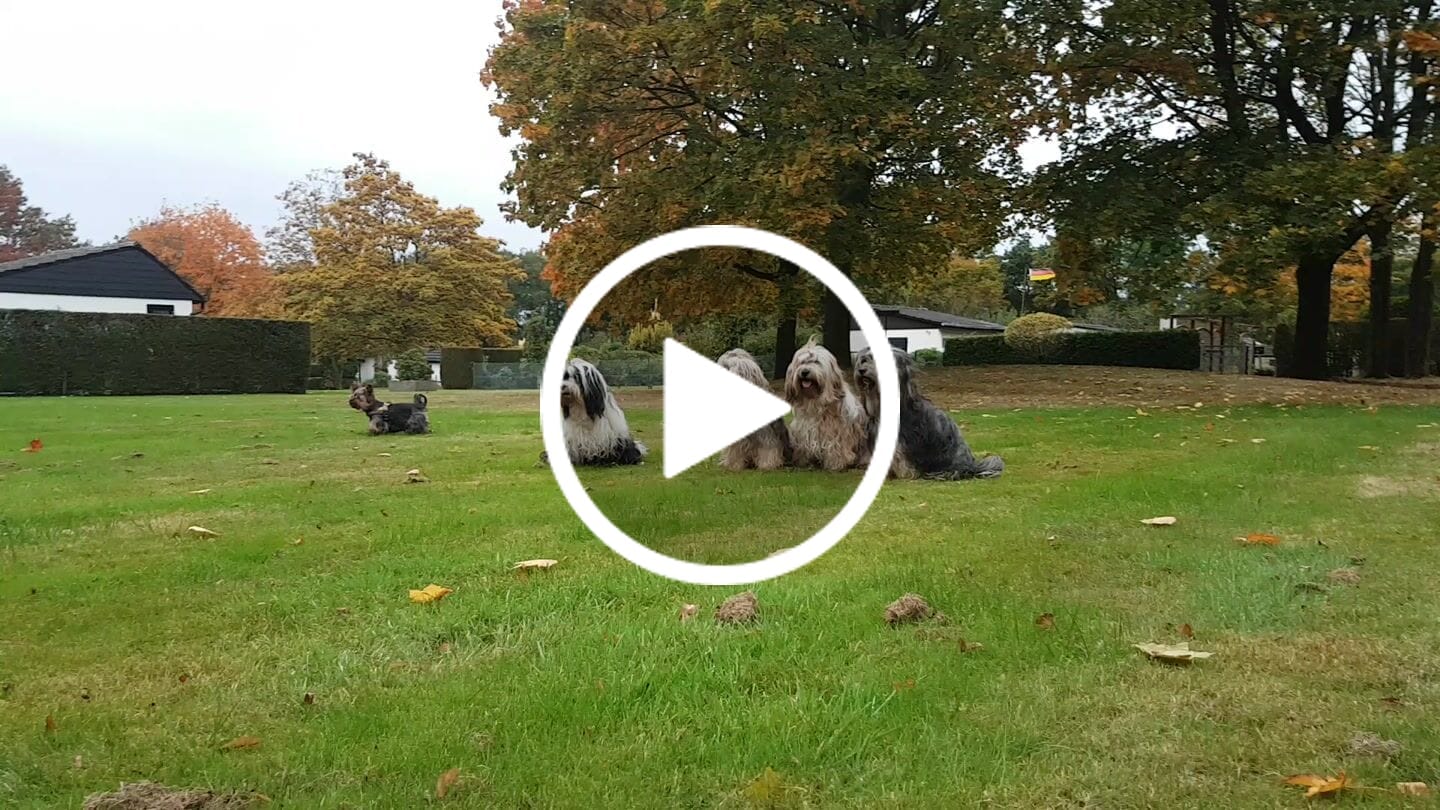 Customer video review of DNA Test Rassebestimmung Pro + MDR1 + Erbkrankheiten Hund