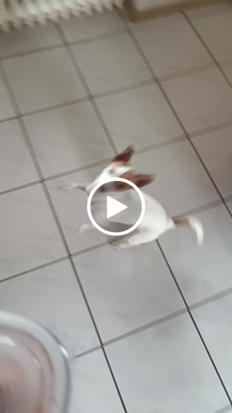 Customer video review of DNA Test Rassebestimmung Basic Hund