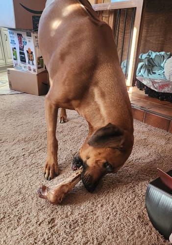 Customer photo review of Splinter-Free Ostrich Hip Bone. Long-lasting, Natural Dog Gnaw Treat by Savannah Pet Food