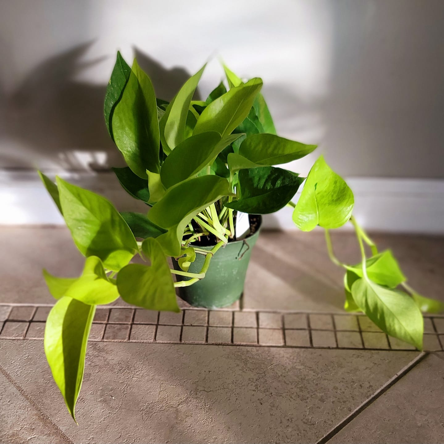 Customer photo review of Pothos Epipremnum aureum 'Neon'