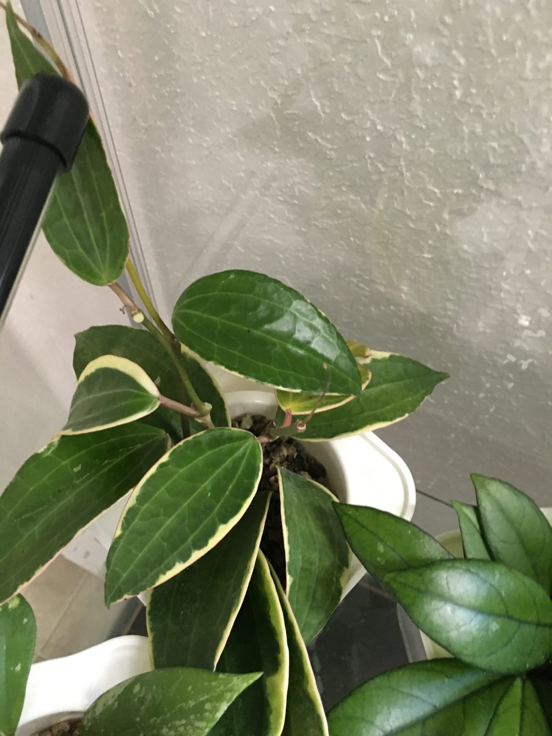 Customer photo review of Hoya macrophylla 'Variegata'