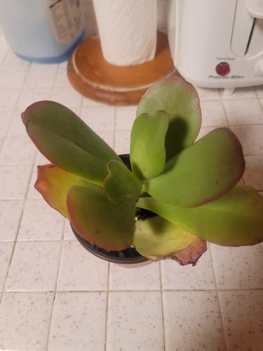 Customer photo review of Dragonfire | Kalanchoe Dragonfire