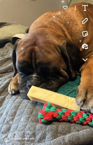 Customer photo review of Box de Noël - K02 - Coffret Cadeau pour chien