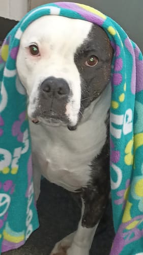 Customer photo review of PUPVOTE: 2024 Cutest Pet Calendar (Official Edition)