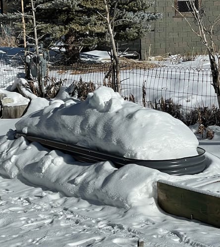 Customer photo review of Romanian Red Garlic - USDA Certified Organic