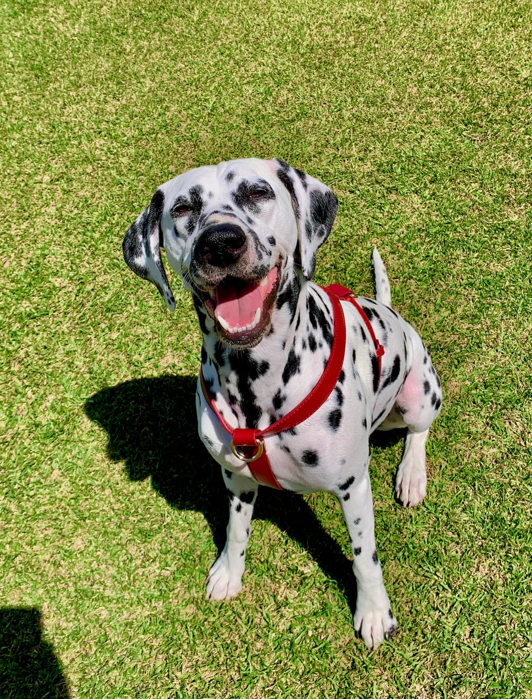 Customer photo review of HARNESS - Ruby Red