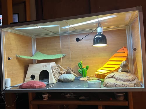Customer photo review of 4'x2'x2' Meridian Wood Bearded Dragon Enclosure