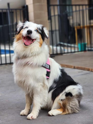 Customer photo review of Dog Lovers Pack | 50% Off