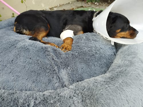 Customer photo review of Cama Antiestrés Para Perros