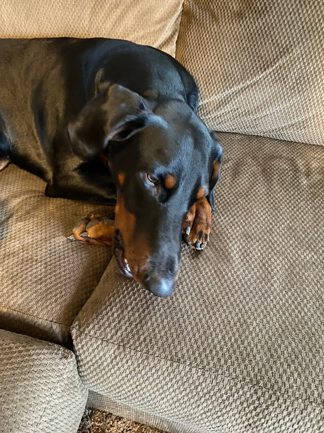 Customer photo review of Himalayan Yak Chew (SMALL)