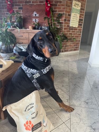 Customer photo review of Dog Lovers Pack | 50% Off