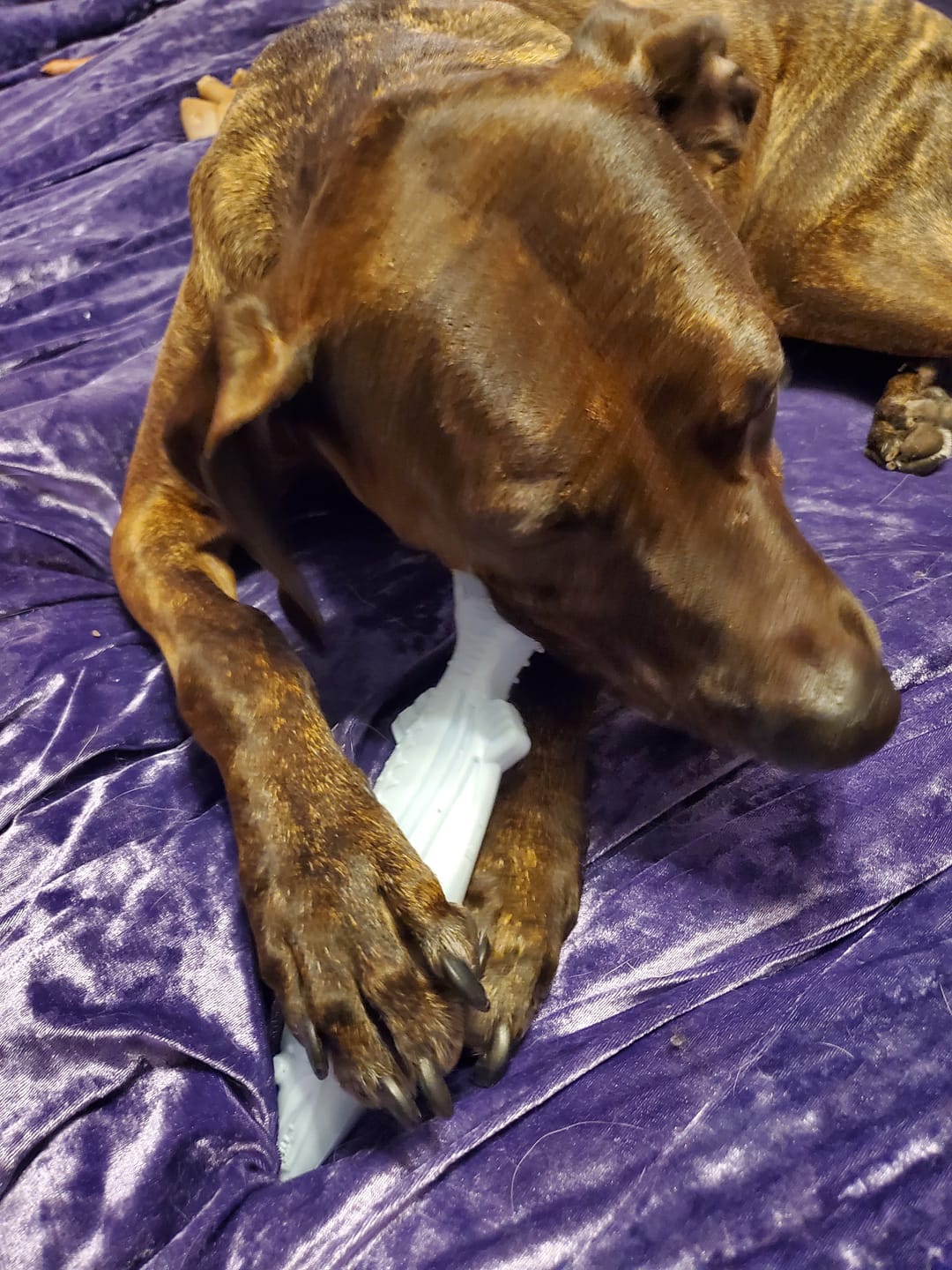 Customer photo review of Clean Earth Hard Chews - 100% Sustainable - USA Made