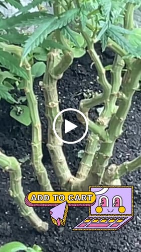 Customer video review of Drops of Balance (Regular)