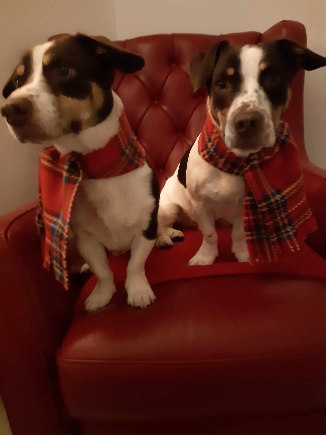 Customer photo review of Red Checkered Anti Pill Polar Fleece Fabric