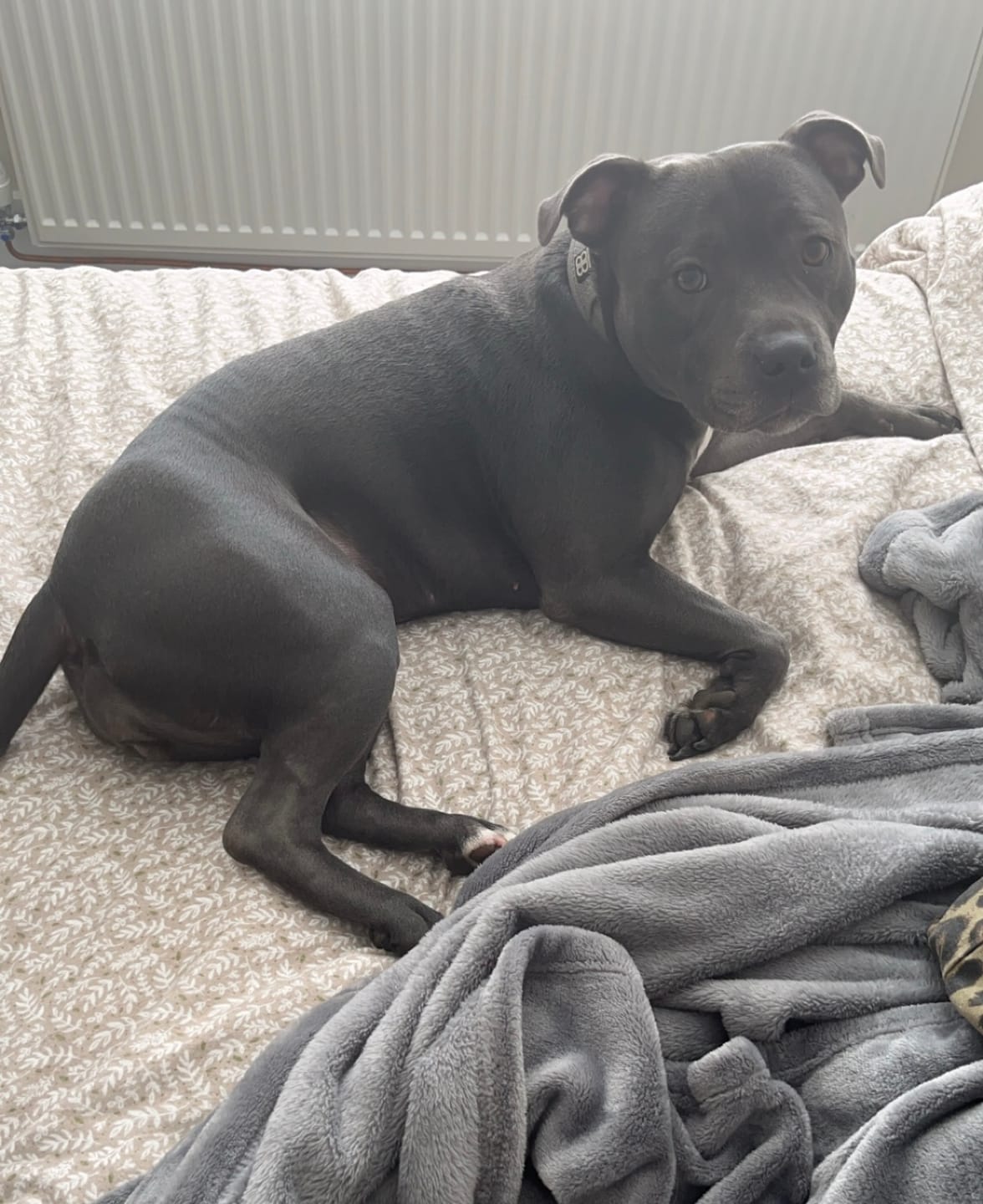Customer photo review of Active Slip N' Clip Collar - Metal Grey