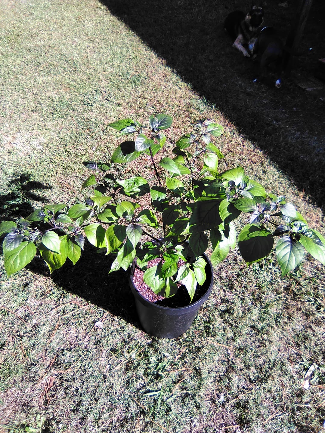 Customer photo review of Cassia Alata Leaf