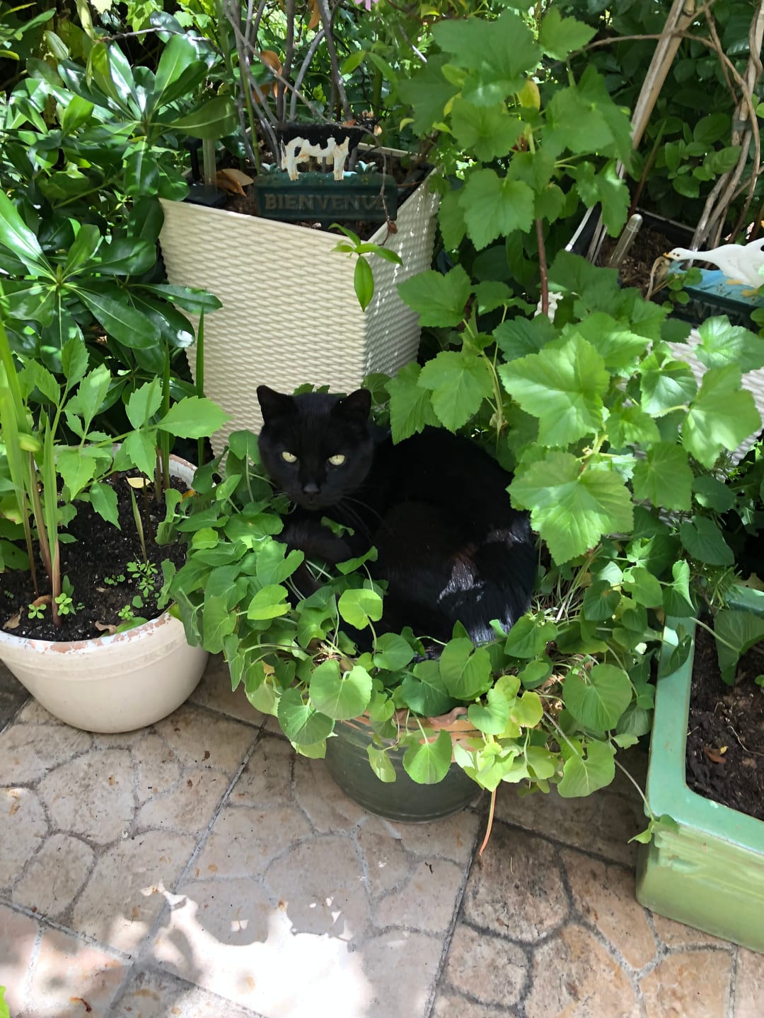 Customer photo review of Pâtées riches en volaille & aux courgettes (chat stérilisé et chat adulte)
