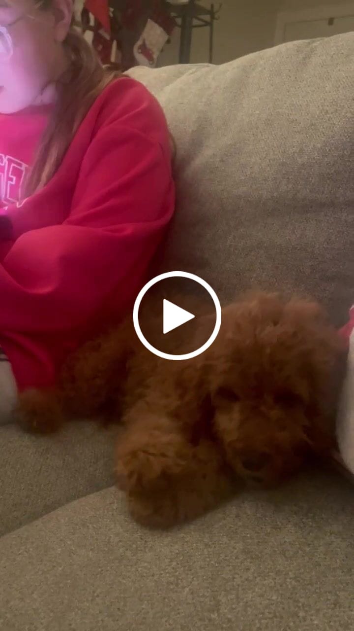 Customer video review of Small Bully Sticks 6"