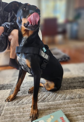 Customer photo review of Dog Harness | 35% Off