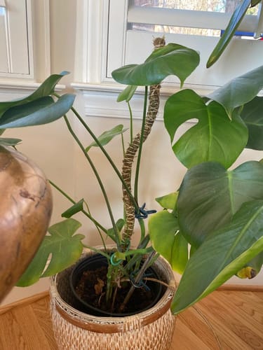 Customer photo of The Original Bendable Coir Pole™ - Best Seller (Tape Included) from Linda K.