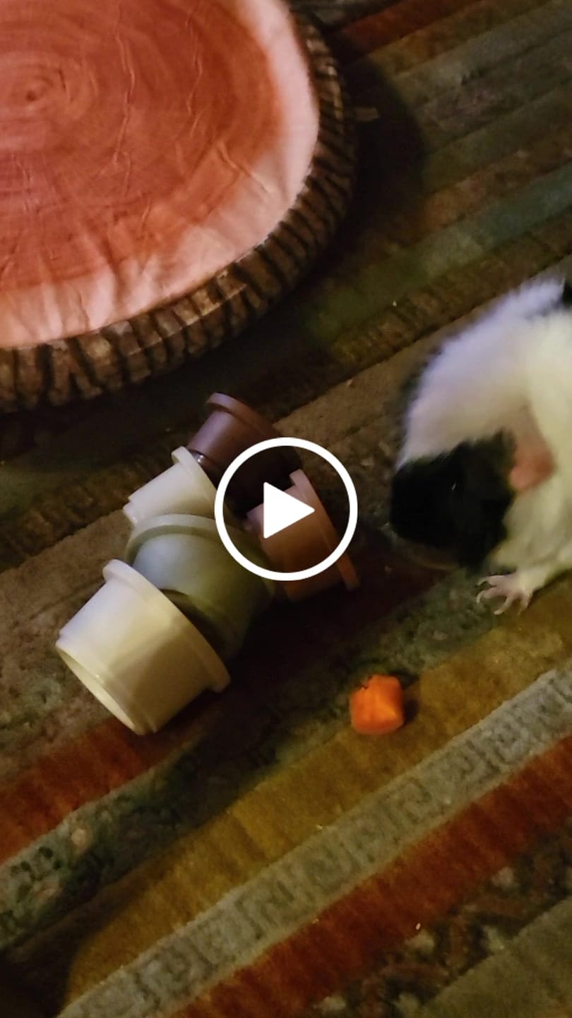Customer video review of Original GuineaDad Liner