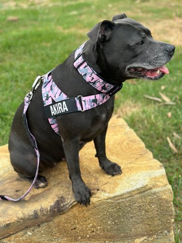 Customer photo review of Dog Lovers Pack | 50% Off
