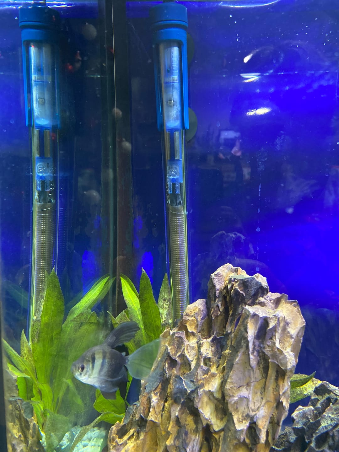 Customer photo review of Scuba Contactless Heaters
