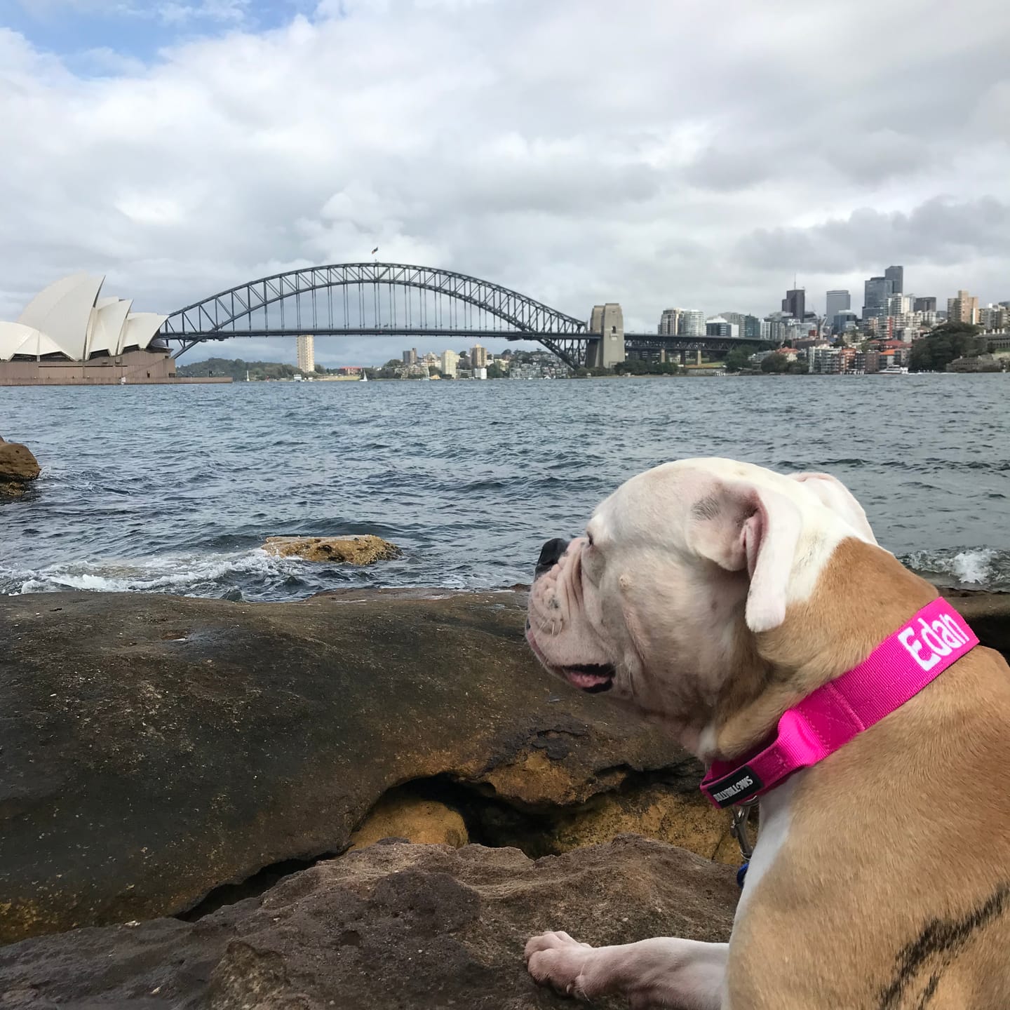 Customer photo review of 4cm Combat® Collar | With Handle & Rated Clip - Magenta v2.0