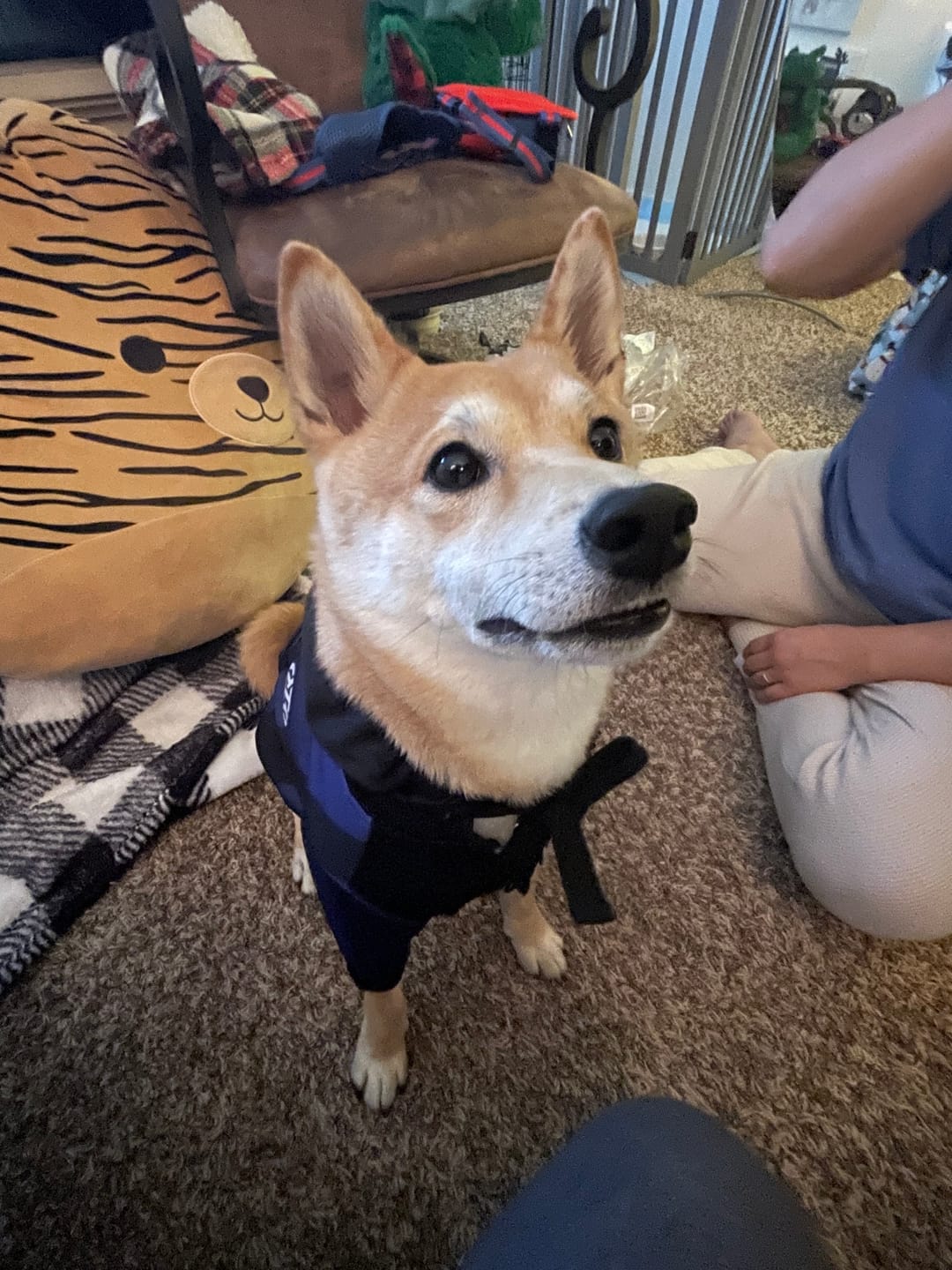 Customer photo review of Inter Milan Dog Hoodie