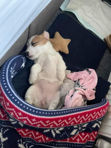 Customer photo review of Christmas Pattern & Navy Fleece Snuggle Tunnel