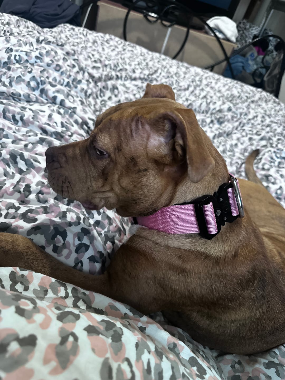 Customer photo review of 4cm Combat® Collar | Rated Clip - NO HANDLE - Pink v2.0