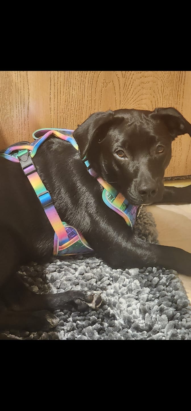 Customer photo review of Adventure Leather Harness