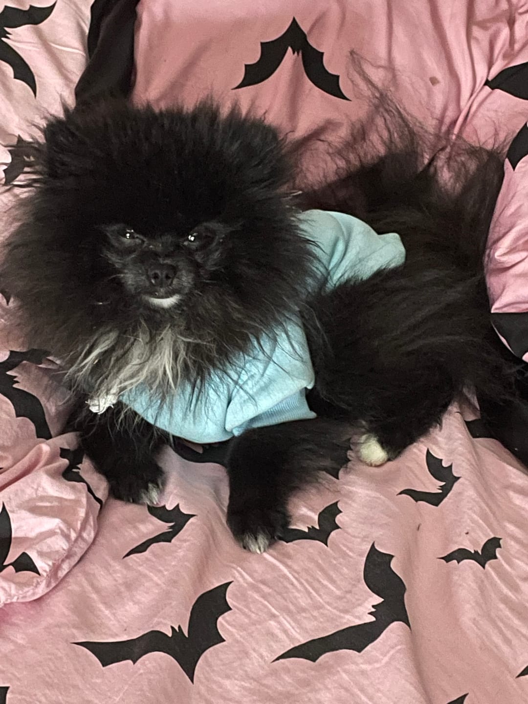 Customer photo review of Dapper Me Sniffany