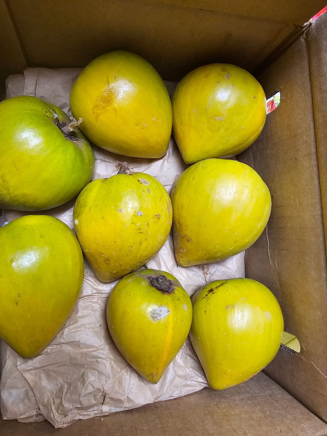 Customer photo review of Eggfruit (Canistel) Box *Pre-Order*