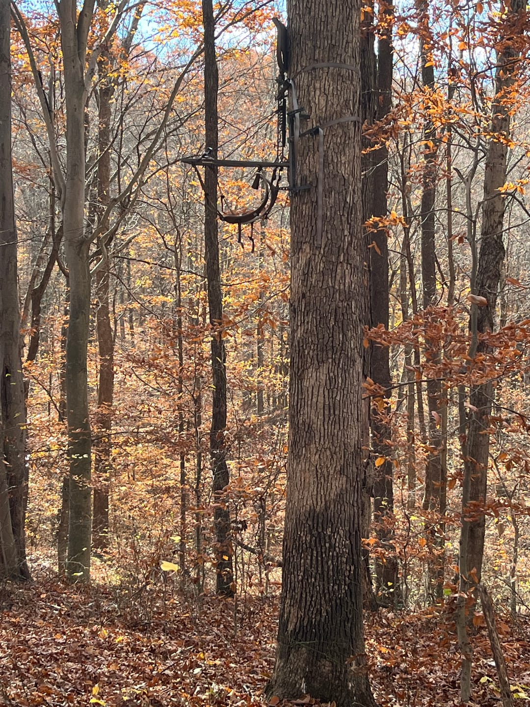 Customer photo review of Mesh Treestand Replacement Seat