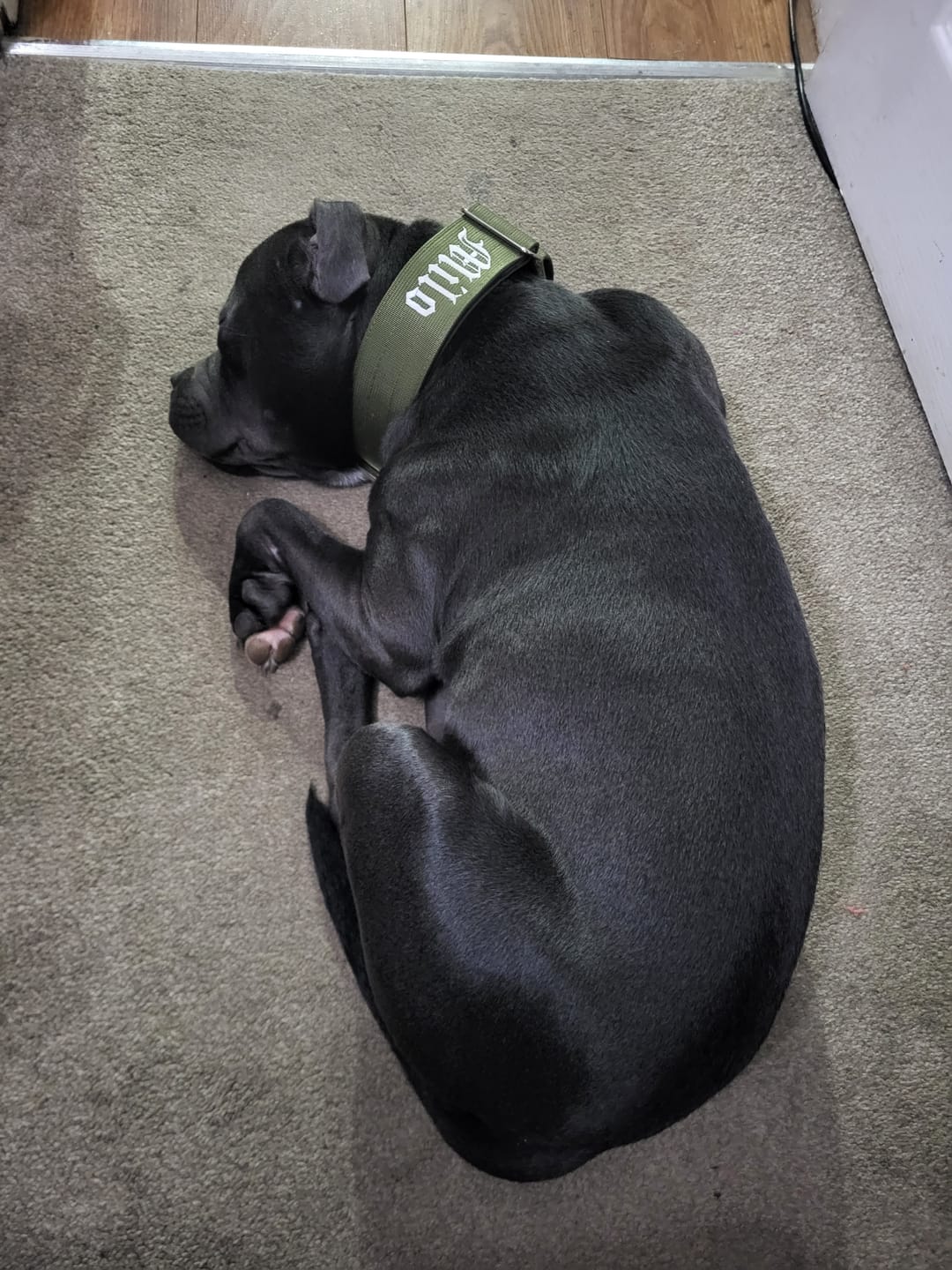 Customer photo review of 5cm Combat® Collar | With Handle & Rated Clip - Khaki v2.0