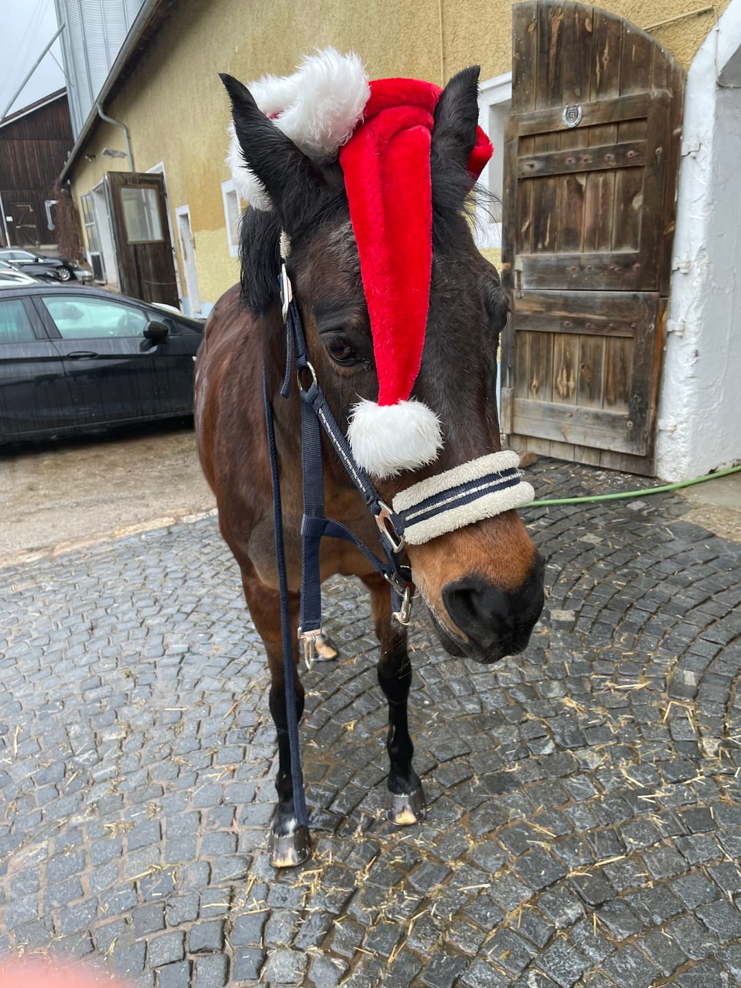 Customer photo review of Kristallkraft Brave Horse