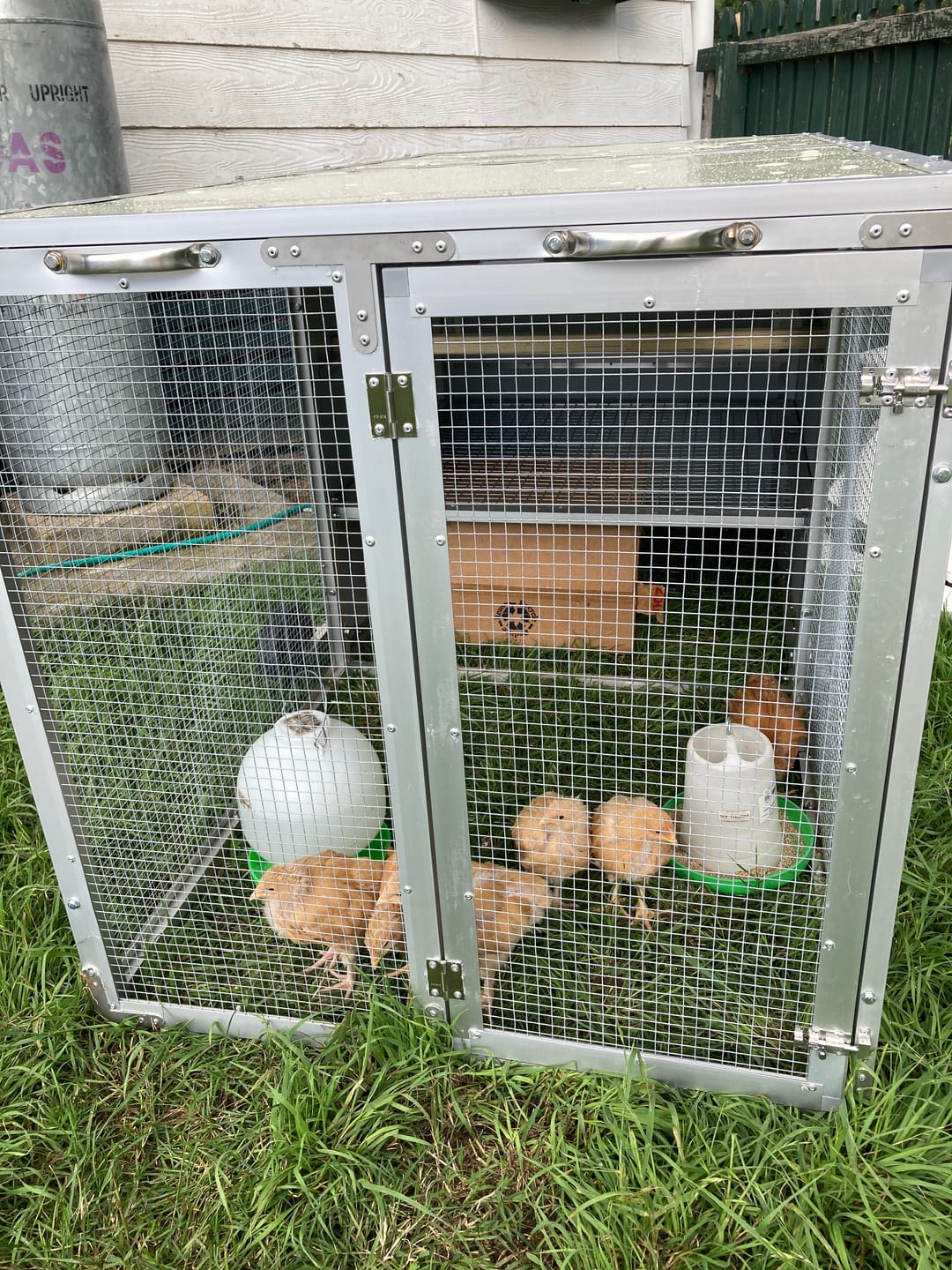 Customer photo review of Galvanised Mesh Floor for Chicken Coop