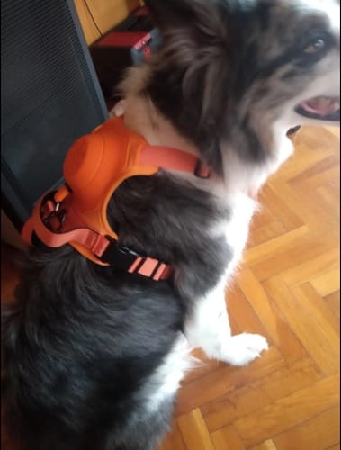 Kundenbewertung mit Foto zu ActivePup | das Hundegeschirr mit integrierter Leine