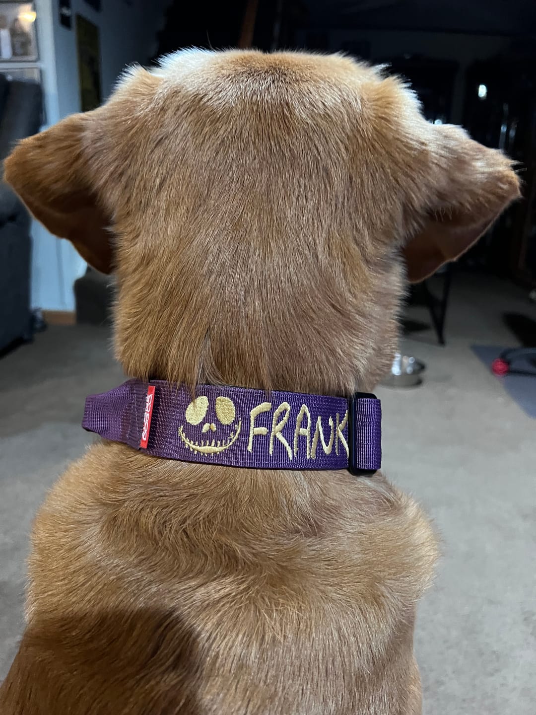 Customer photo review of 1.5" Tacti Slim Dog Collar - Grape