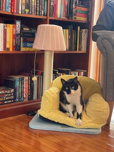Customer photo review of PurLab Multifunctional Cat Lounge - Cozy Sofa Style Cat Bed & Scratch Post